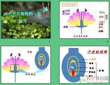 植物的新生命开始手抄报一年级新生手抄报