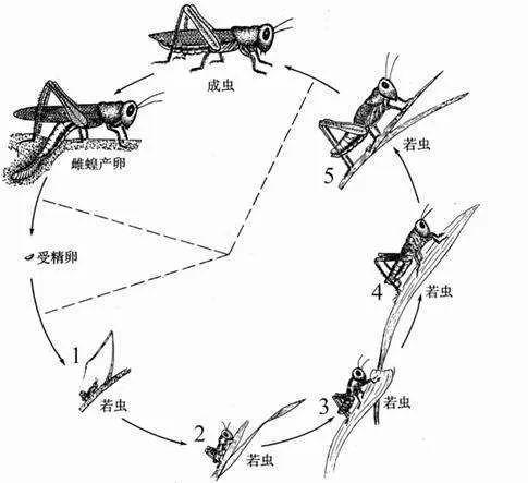 如何科学有效防治蝗虫手抄报如何做手抄报