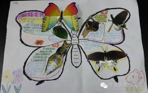 手抄报华师科普行解开蝴蝶一生的奥秘