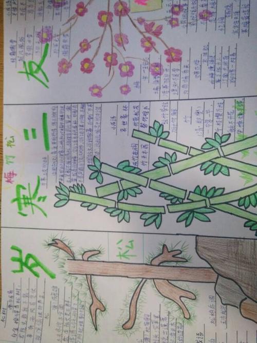 关于岁寒三友松竹梅的手抄报手抄报简单又漂亮 关于岁寒三友松竹梅的手抄报手抄报简单又漂亮