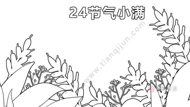 小满节气简笔画手抄报24节气手抄报